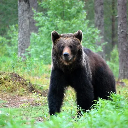 リゾート Iisakki Glass Village クーサモ